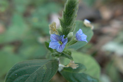 Neuracanthus trinervius